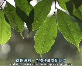 【记录片】自然世界：蚂蚁攻击